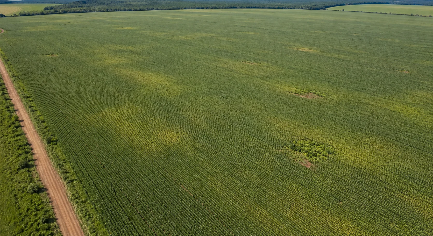 Aerial view of a crop field
